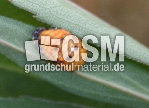 Marienkäfer-Valentin-14.jpg